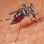 Çin’de 3. seviye acil durum ilan edildi! 1714 Chikungunya ateşi vakası…