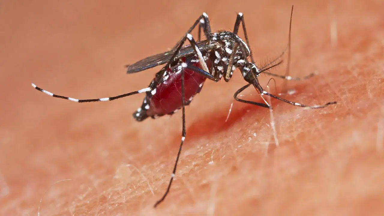 Çin’de 3. seviye acil durum ilan edildi! 1714 Chikungunya ateşi vakası…