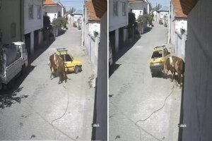 ahirdan kacan ofkeli boga hirsini arabadan cikardi 5qqWKJMI.jpg