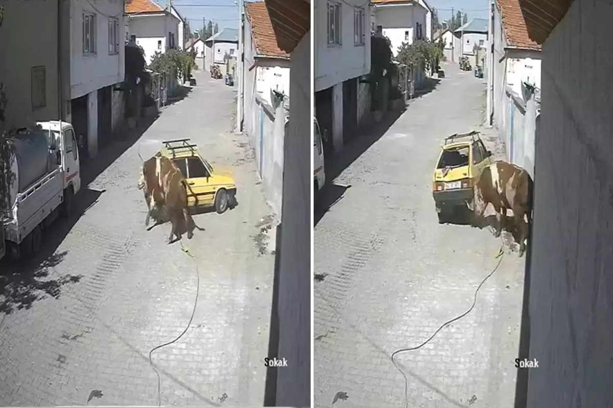 Ahırdan kaçan öfkeli boğa hırsını arabadan çıkardı