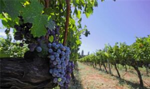 izmir bagcilik mirasini koruyan iter vitis rotasina katildi dAZcnpKa.jpg