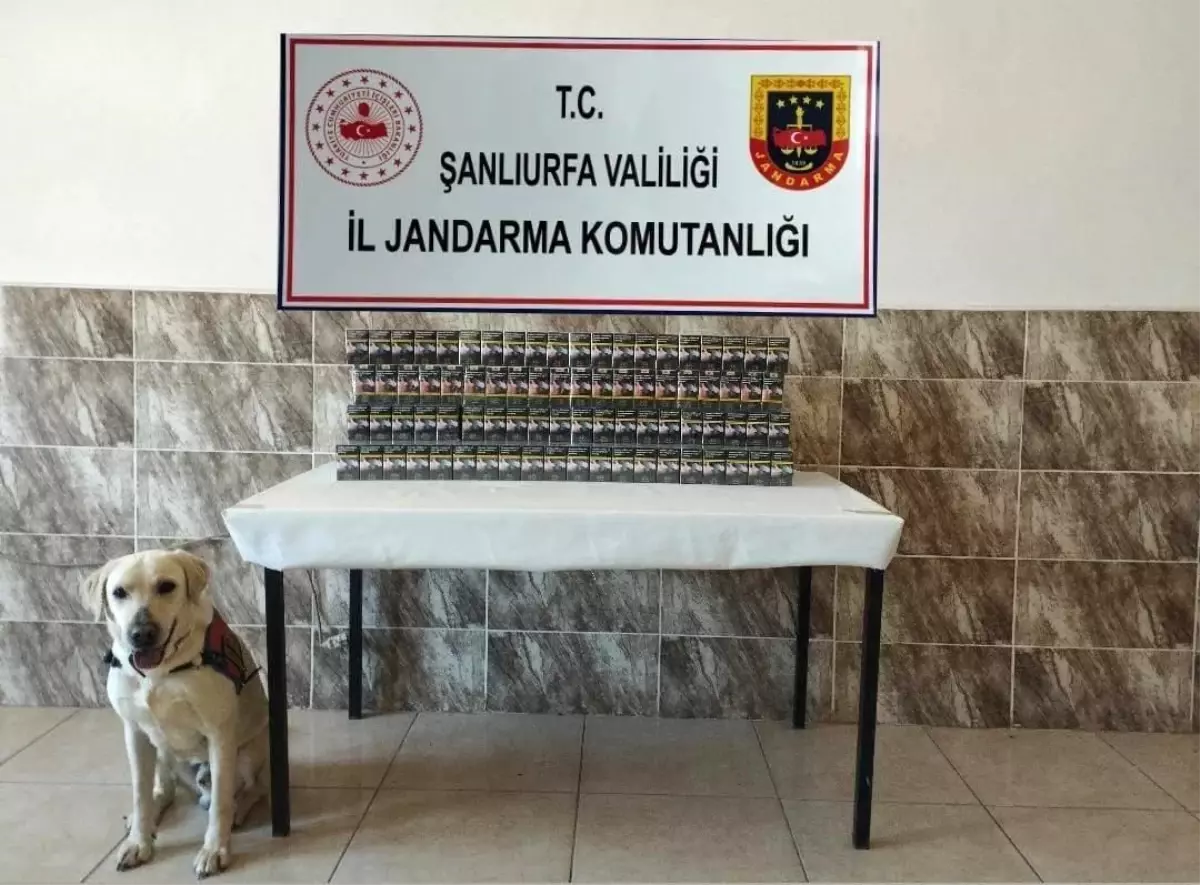 Şanlıurfa’da Kaçak Sigara Operasyonu