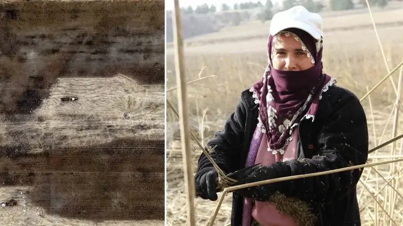 Deneme amaçlı ekilen üründe ilk hasat yapıldı: Çiftçiler için önemli bir gelir kapısı olabilir