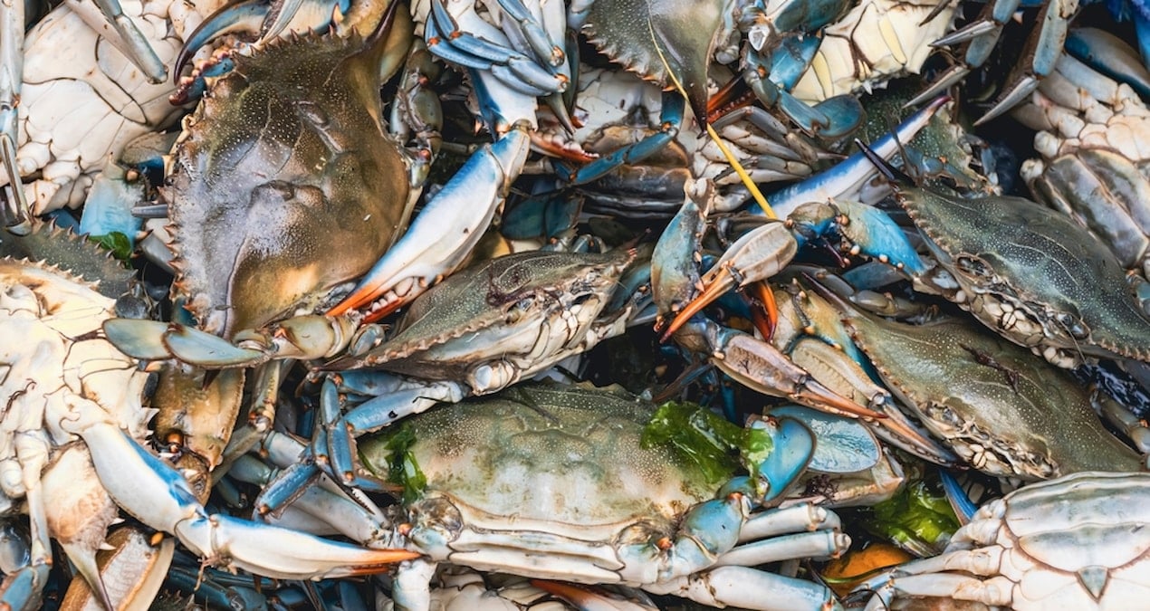 Elektrikli araçlarda yengeç ve ıstakoz kullanıp fiyatları düşürecekler