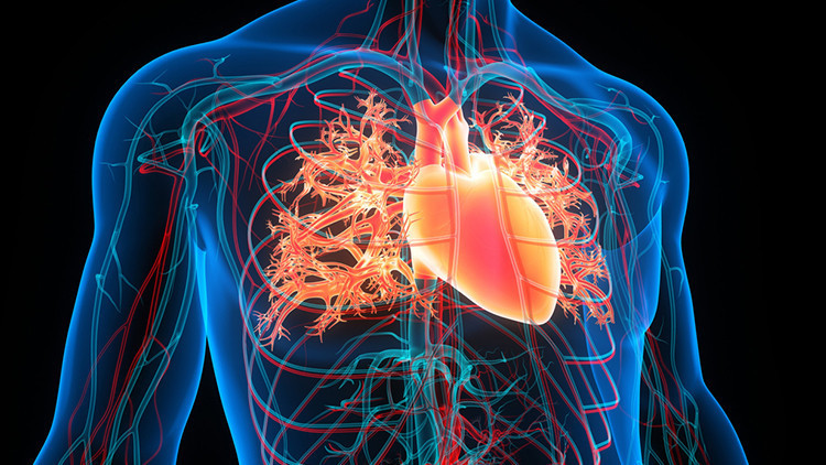 İnsan kolunda ekstra bir damar giderek yaygınlaşıyor