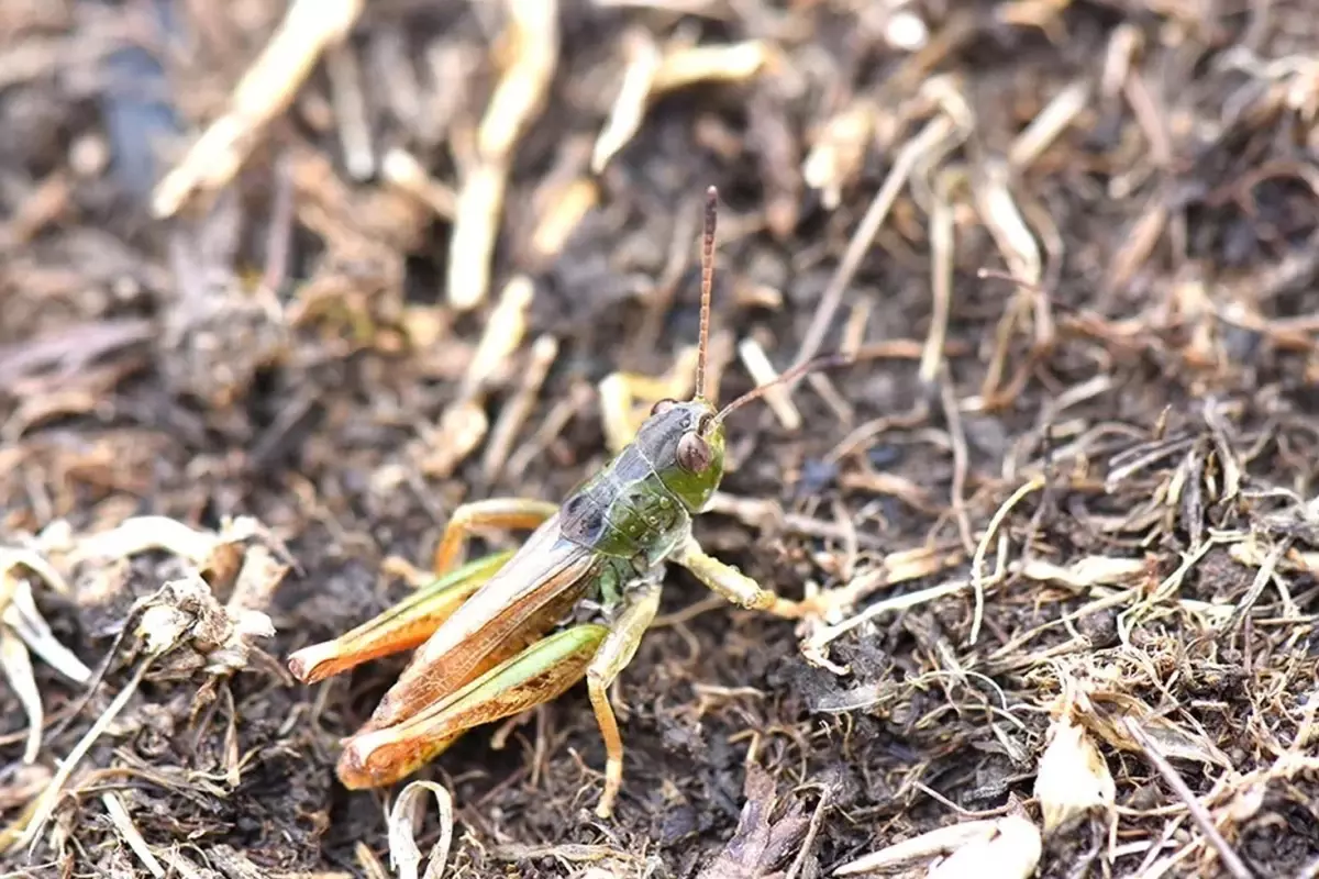 karadenizde yeni bir cekirge turu kesfetti 3KPbytRt.jpg