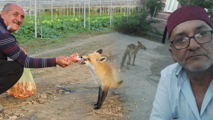 Küs kardeşlerin sıra dışı tilki rekabeti! Biri mangal partisi yaptı, diğeri pasta: ‘Konuşmasak da kardeş atılmaz’