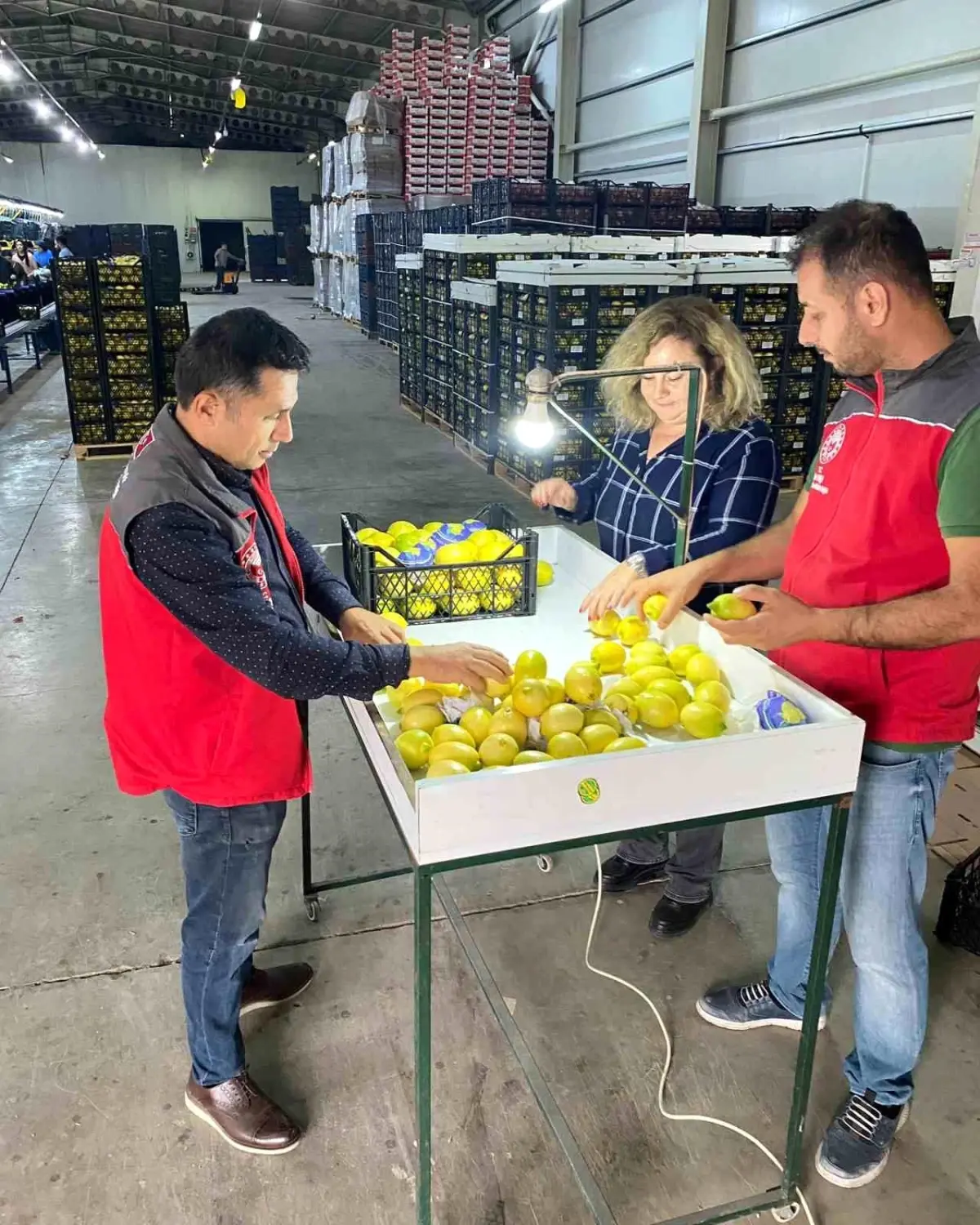 Ortaca’da İhraç Edilecek Tarım Ürünleri Bitki Sağlık Sertifikası Aldı