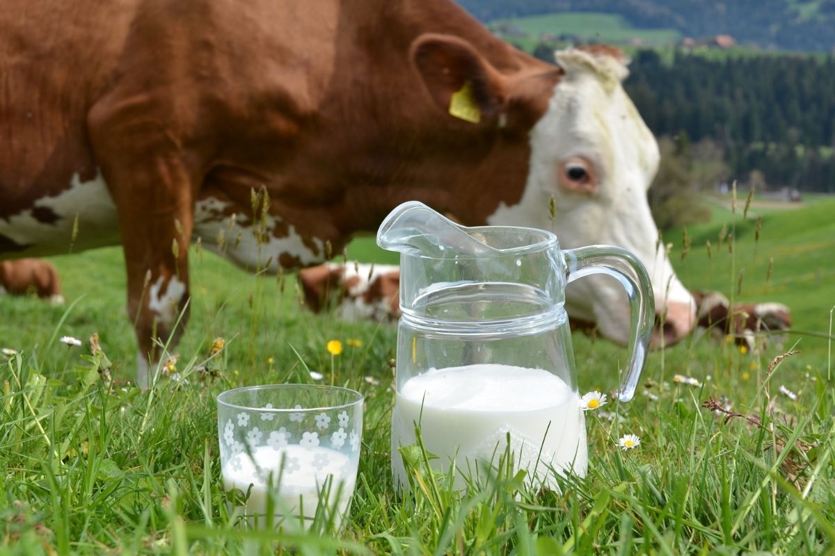 Toplanan inek sütü eylül ayında yüzde 1,7 azaldı