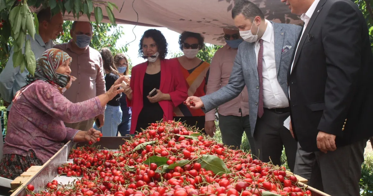 Çeribaşı Kirazı’na coğrafi işaret tescili