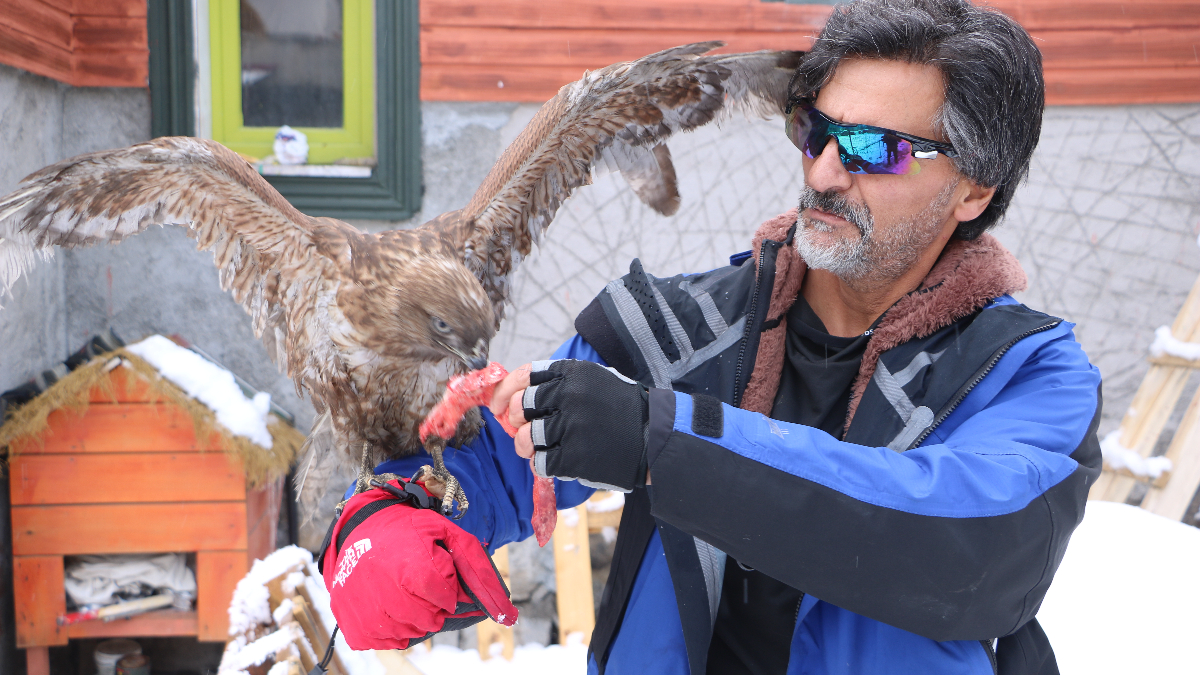 Hakkari’de doğaya bıraktığı kızıl şahin geri döndü