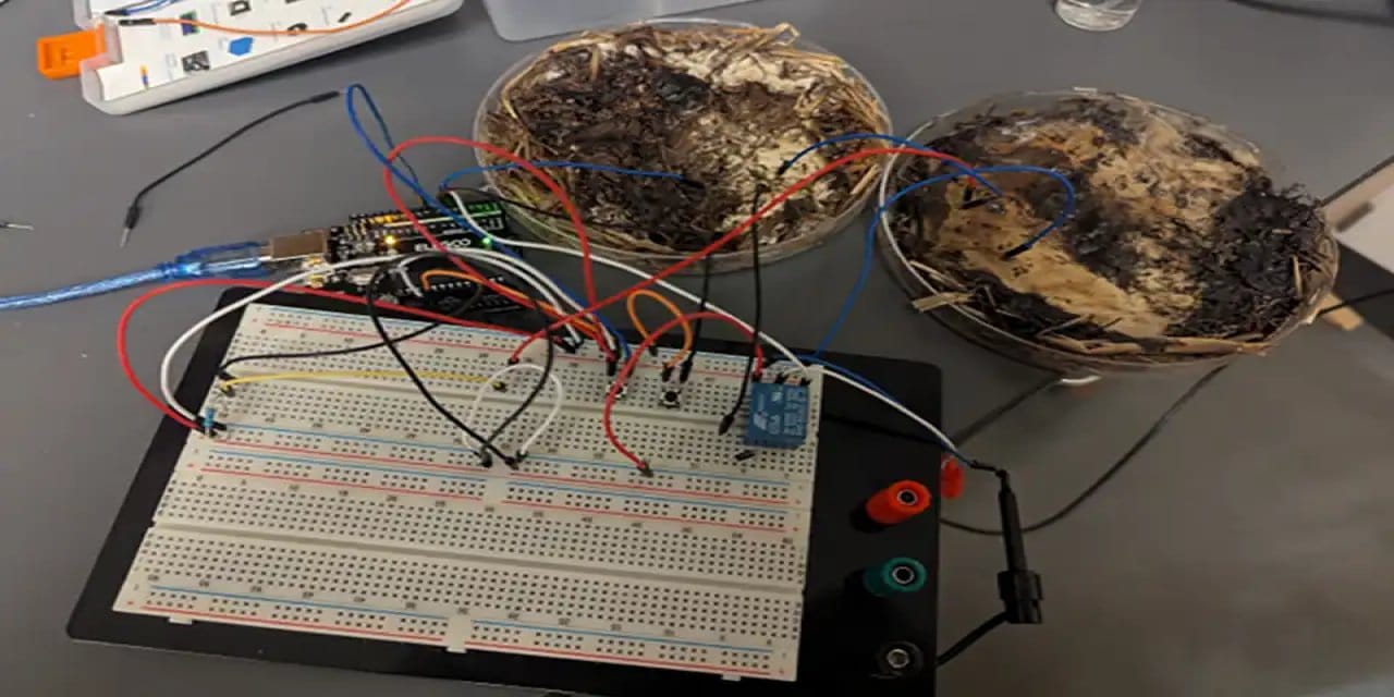 İstiridye mantarları bilgisayar belleği olabilir mi?