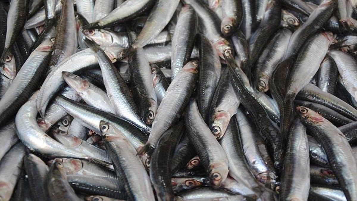 Hamsi 2025’te palamudun tahtına oturdu