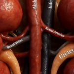 VÜCUDUN GİZLİ KAHRAMANLARI: BÖBREKLER GÜNDE 180 LİTRE KANI SÜZÜYOR – Sağlık Emekçileri Haber Kanalı